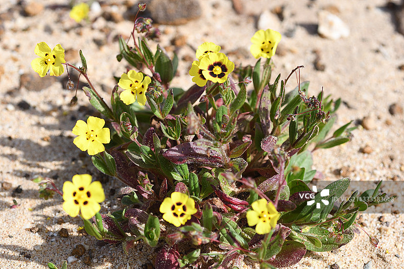 欧洲霜草图片素材