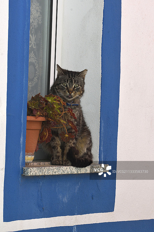 葡萄牙的家猫图片素材