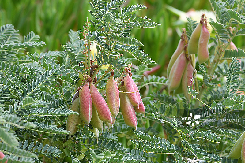 山羊豆(Astragalus massiliensis)，葡萄牙图片素材