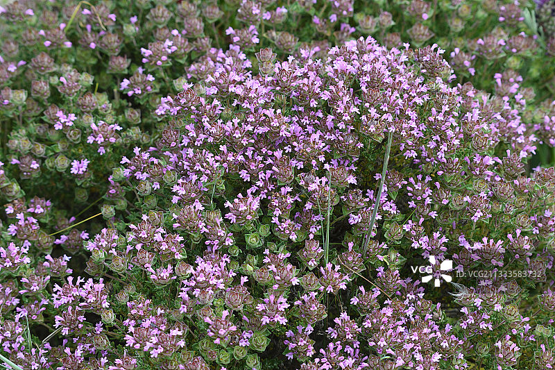 樟脑百里香，葡萄牙图片素材