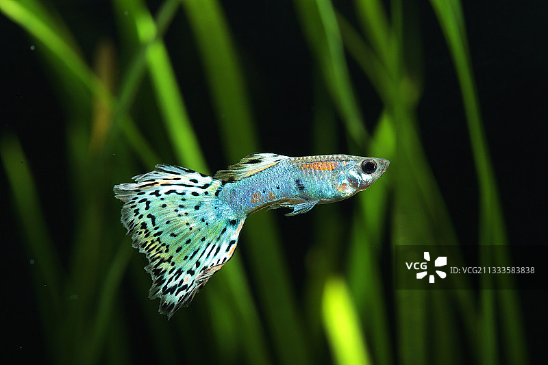 水族箱中的古比鱼（花斑蓝粉雄鱼）图片素材