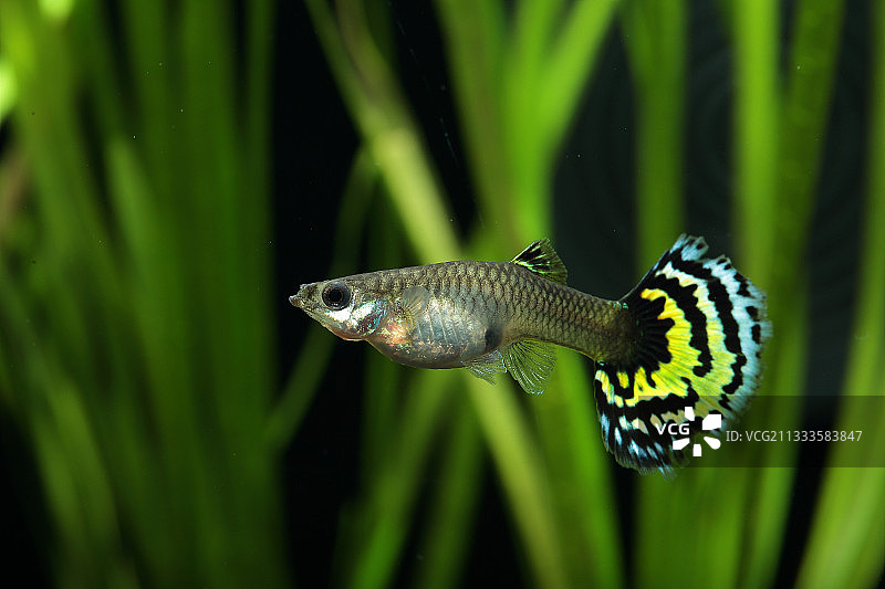 水族箱中孔雀鱼“虎纹”雌鱼的轮廓图片素材