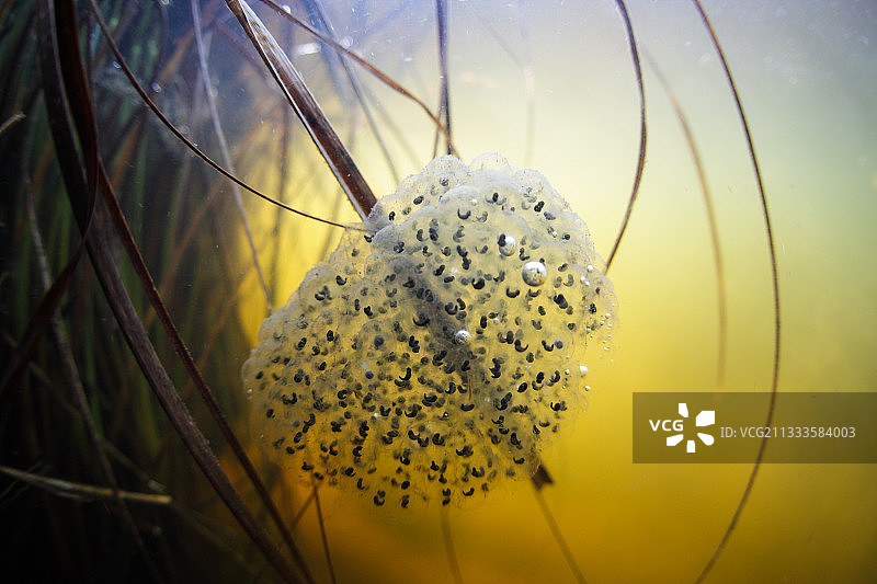 法国欧洲蛙卵图片素材