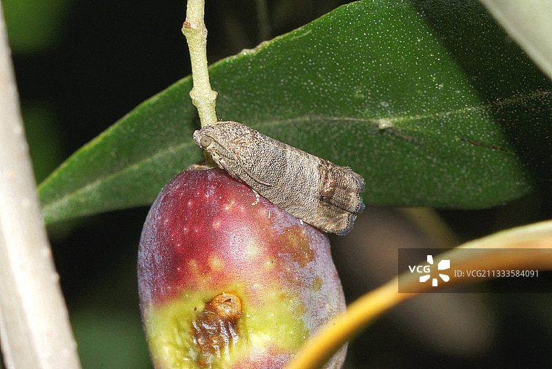 橄榄上的角豆蛾图片素材