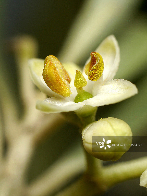 橄榄花（油橄榄）：有两个雄蕊和位于中心的柱头，后者是雌性器官图片素材