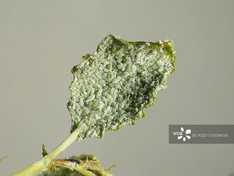 布满蚜虫的李树叶图片素材