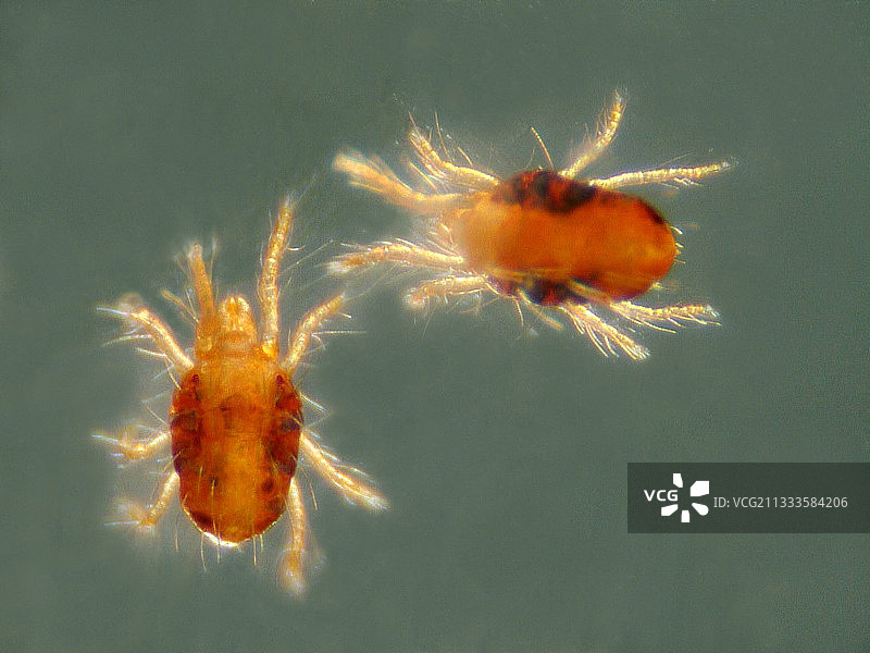 两只红色叶螨图片素材