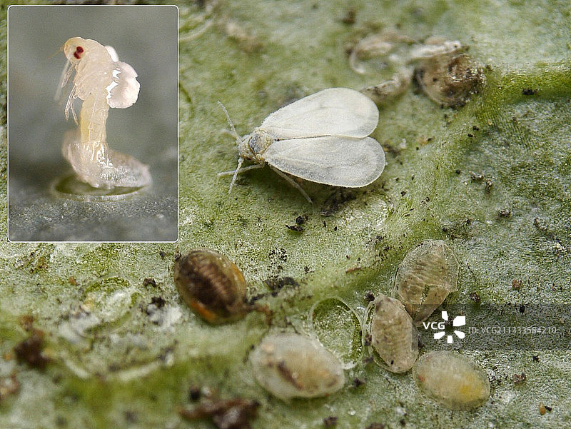 豆叶下的白粉虱幼虫和成虫图片素材