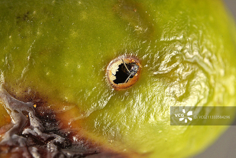寄生蜂（Eupelmus confusus）从橄榄果蝇的通道中出现，它啃食橄榄果的薄膜以便出去图片素材