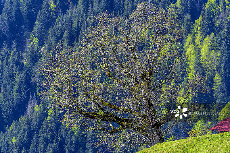 上萨瓦省萨朗什地区梅耶雷阿尔卑斯牧场高山上的百年枫树图片素材