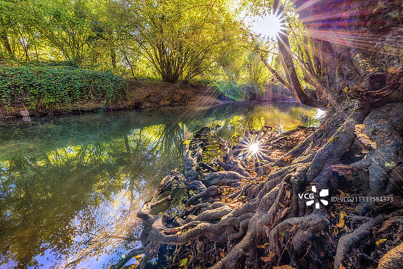 秋季切兰河岸边赤杨树的根，拉沃尔沼泽自然保护区，比热，安省，法国图片素材