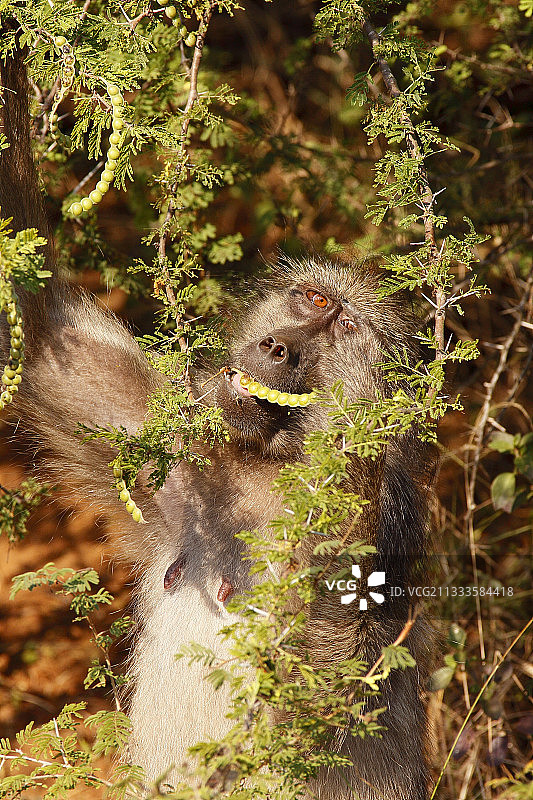 克鲁格国家公园里正在采摘金合欢豆荚的豚尾狒狒，南非图片素材
