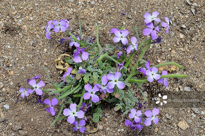 地中海紫罗兰：生长在海滨，法国科西嘉岛普罗普里亚诺地区图片素材