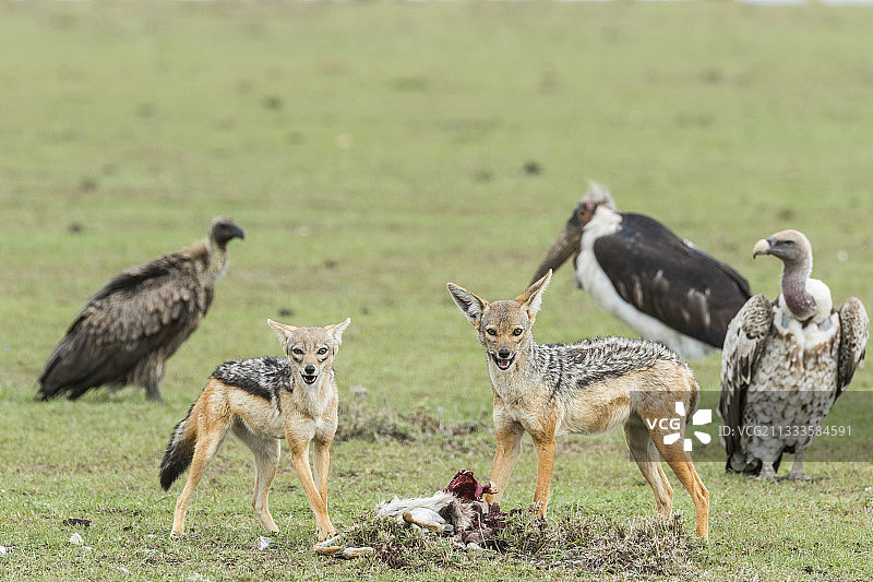 豺（Canis mesomelas）正在食用汤姆森瞪羚，注视着周围区域，肯尼亚马赛马拉保护区图片素材