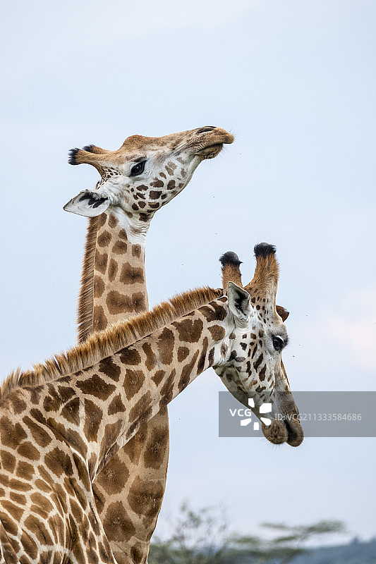 马赛马拉国家保护区，肯尼亚，马赛长颈鹿打斗图片素材