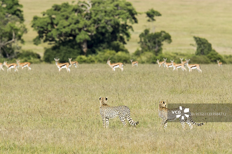 肯尼亚马赛马拉雌性猎豹幼崽窥视瞪羚图片素材