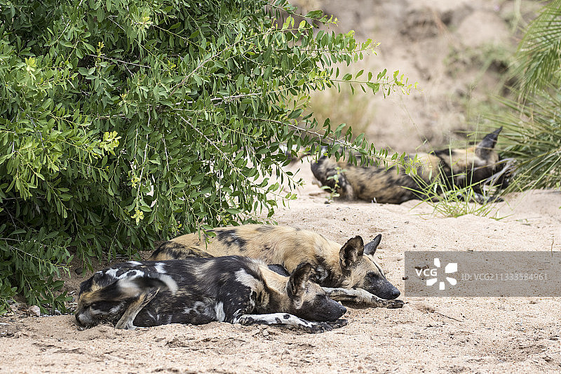 非洲野狗（Lycaon pictus），休息中，南非萨比沙保护区图片素材