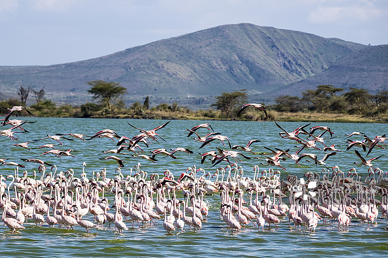 小红鹳（Phoeniconaias minor）和大红鹳（Phoenicopterus roseus），肯尼亚索伊桑布保护区埃尔门泰塔湖图片素材
