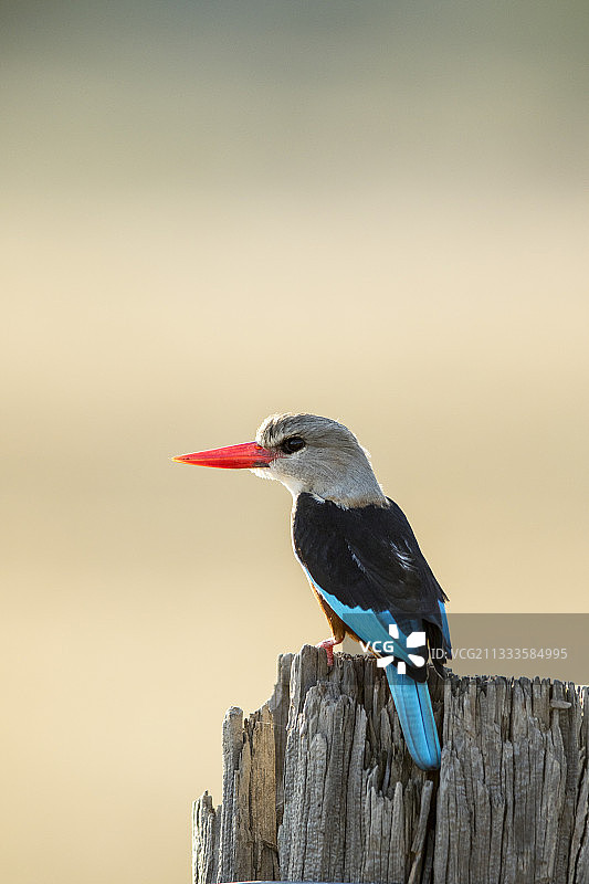 肯尼亚马赛马拉国家保护区的灰头翠鸟图片素材