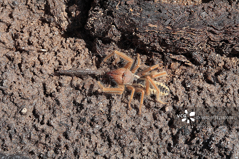 埃塞俄比亚达洛尔沙漠的日蛛(Galeodes sp)图片素材
