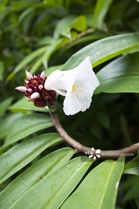 闭鞘姜，药用植物，塔希提岛，社会群岛，法属波利尼西亚图片素材