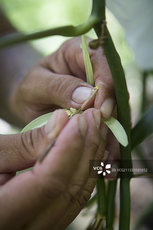 法属波利尼西亚社会群岛塔哈岛香草种植园中的香草花人工授粉图片素材