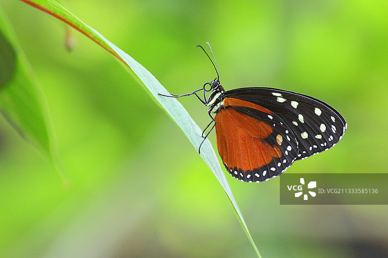 停在树叶上的奶油斑点透翅蝶（闭合翅膀），哥斯达黎加图片素材