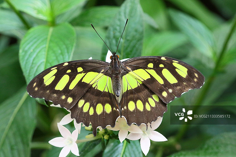 孔雀石（Siproeta stelenes）在花上，哥斯达黎加图片素材
