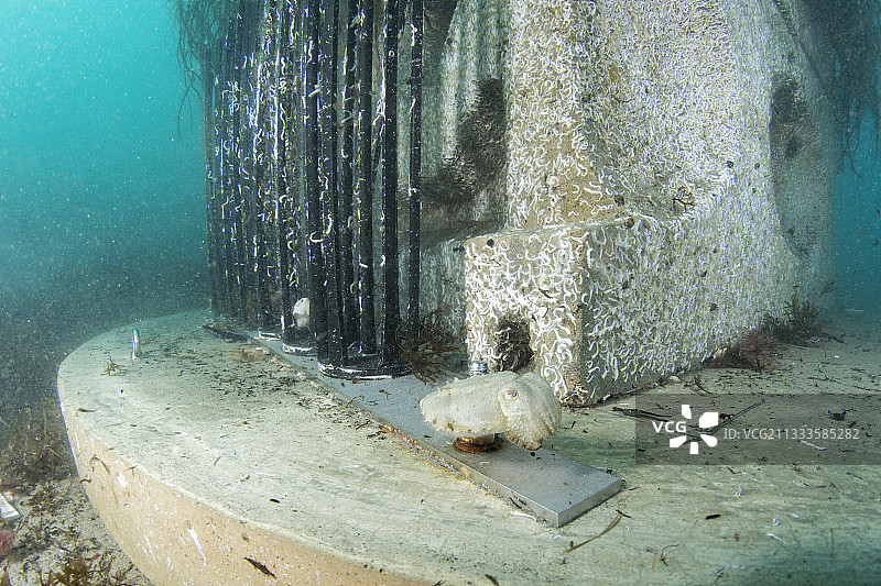 实验性人工微礁前的幼年乌贼，法国埃罗省阿格德海岸的艾尔海洋保护区图片素材
