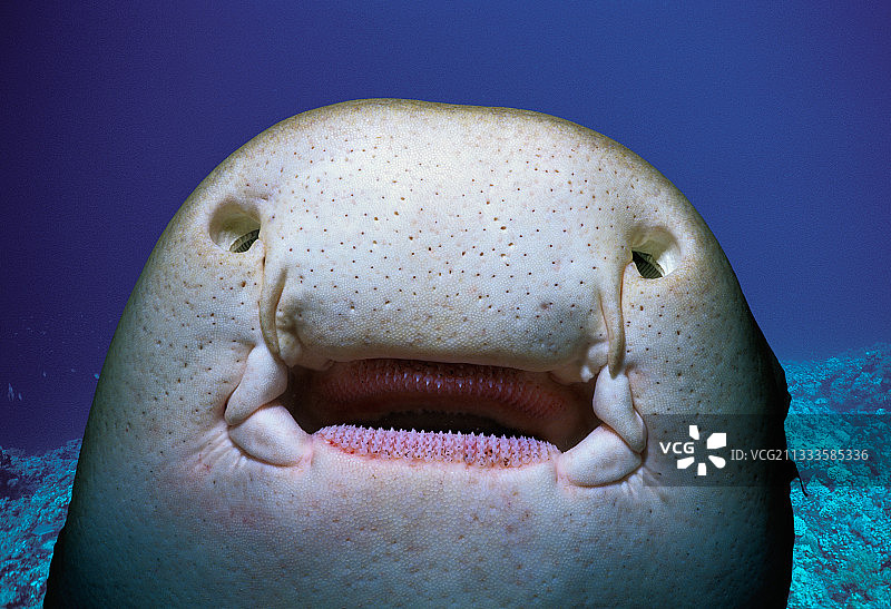 条纹斑马鲨的腹面（显示嘴、牙齿、触须、劳伦氏壶腹——位于鲨鱼和鳐鱼头部，对潜在猎物发出的电子信号敏感的天然电子探测器）和呼吸孔（辅助呼吸开口），埃及，红海图片素材