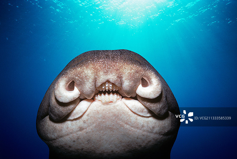 杰克逊港鲨鱼（Heterodontus portusjacksoni）面部特写图片素材