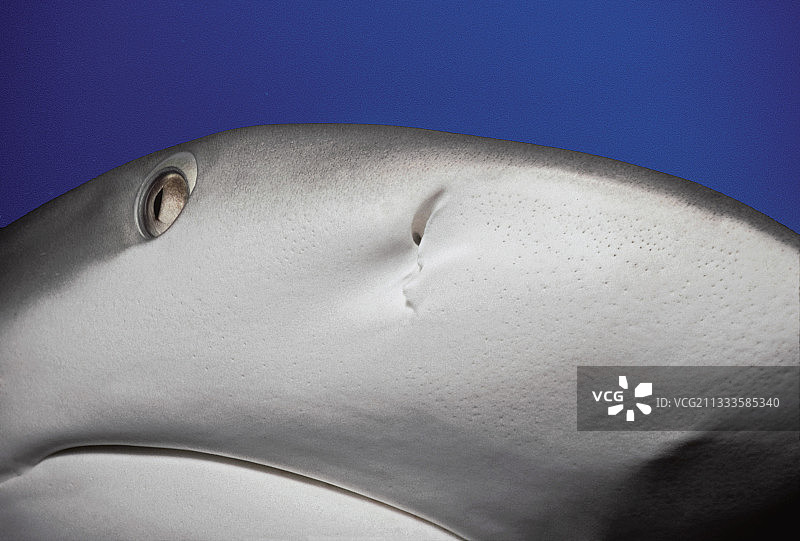 加勒比礁鲨，巴哈马图片素材