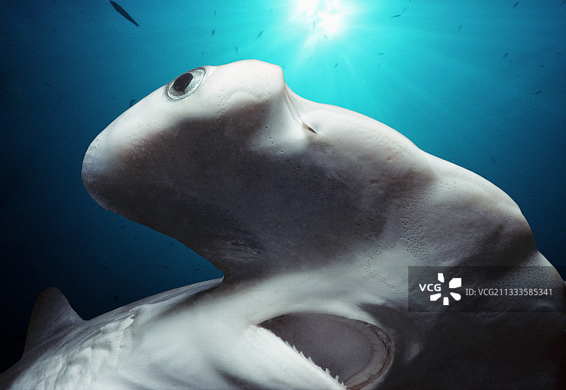 幼年扇形双髻鲨（Sphyrna Lewini）的头部、眼睛和嘴巴，位于美国夏威夷州卡内奥赫湾，太平洋海域。图片素材