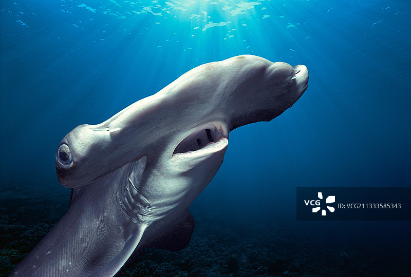 太平洋夏威夷卡内奥赫湾双髻鲨幼鲨的头部和鳃图片素材