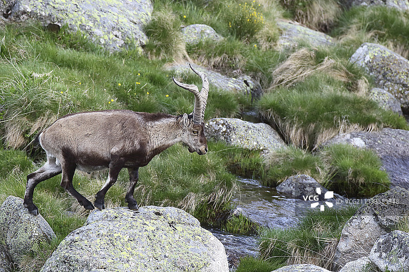 西班牙野山羊（Capra pyrenaica）：雄性在格雷多斯山脉的岩石溪流中图片素材