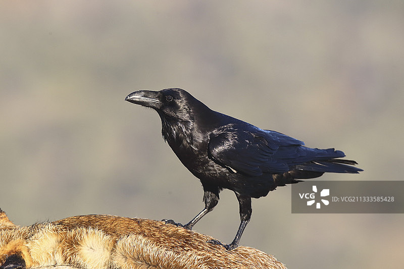 欧洲，红狐尸体上的渡鸦图片素材