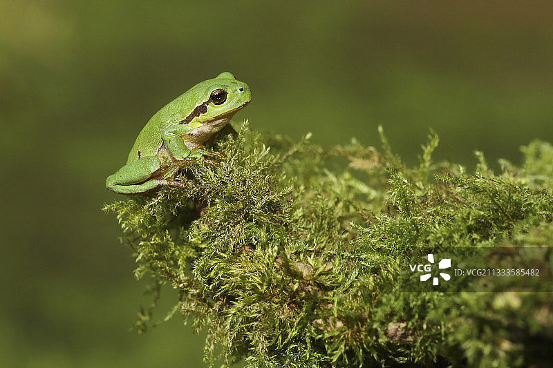 欧洲苔藓上的欧洲树蛙图片素材