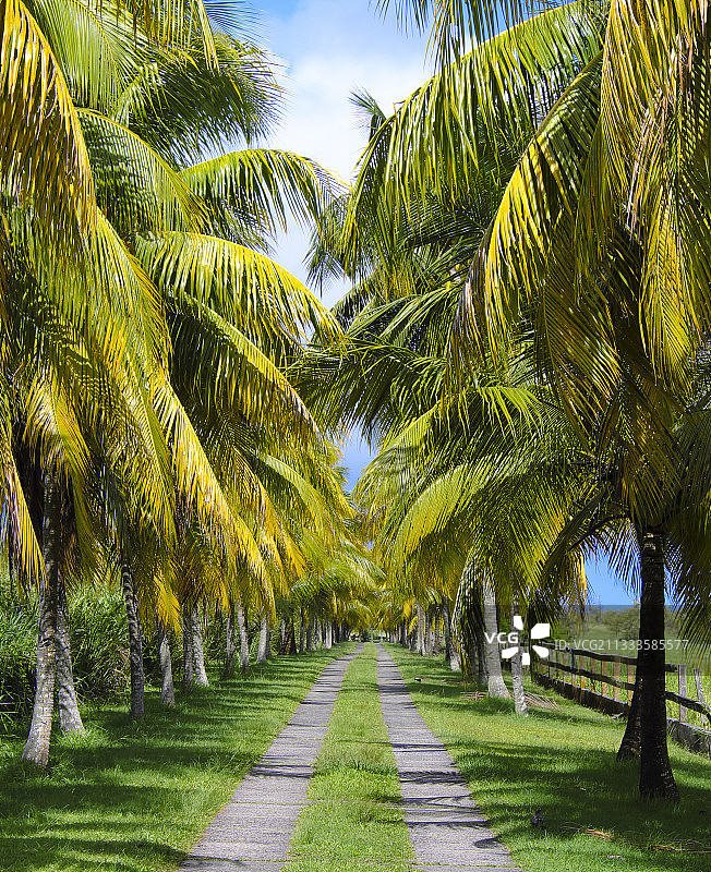 椰子林，瓜德罗普岛巴斯特尔的风景，法属西印度群岛图片素材