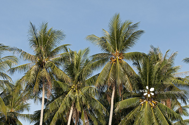 椰子树（学名：Cocos nucifera），泰国图片素材