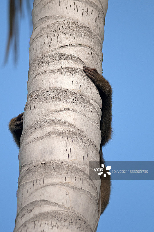 泰国苏梅岛：用北豚尾猕猴采摘椰子图片素材