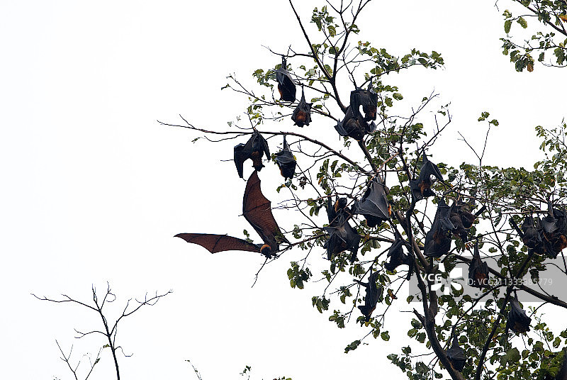 泰国南部展翅飞翔的大型果蝠图片素材