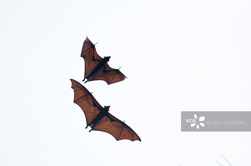 泰国南部展翅飞翔的大型果蝠图片素材