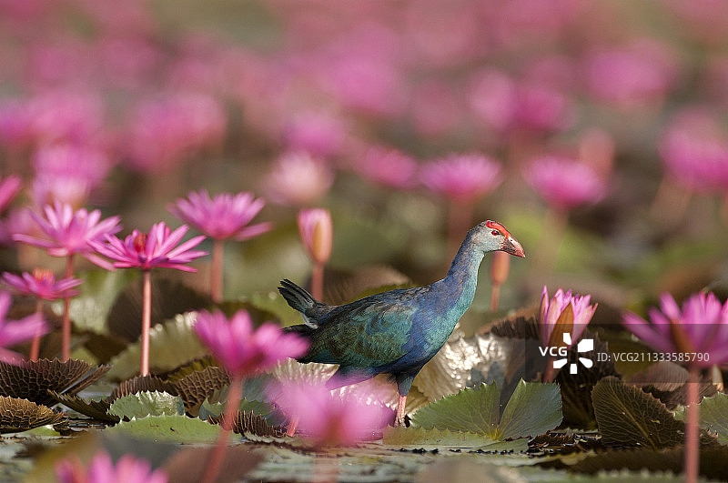 紫水鸡在粉色睡莲中，泰国达叻仔图片素材