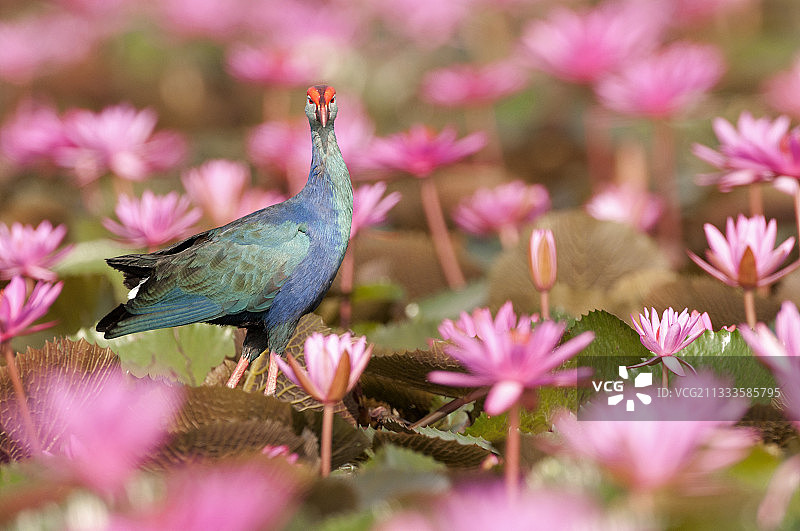 紫水鸡在粉色睡莲中，泰国达叻仔图片素材
