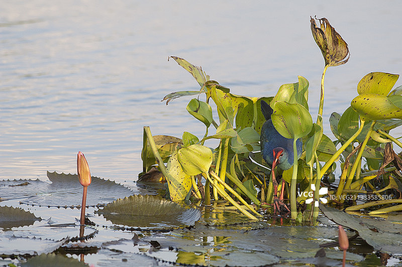 泰国达叻府紫水鸡与凤眼蓝图片素材