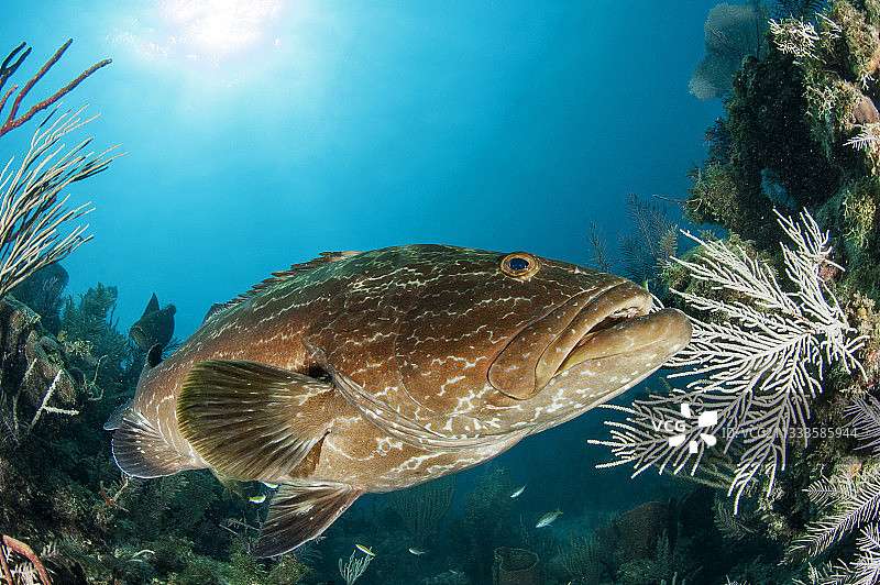 黑石斑鱼，古巴女王花园国家公园图片素材