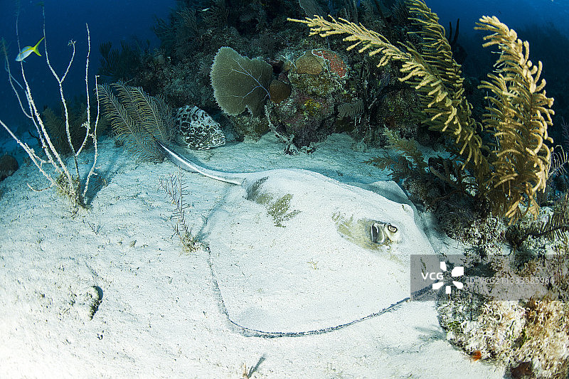 古巴女王花园国家公园的南方黄貂鱼图片素材