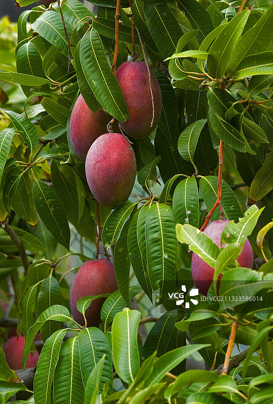 拉戈梅拉岛芒果种植，加那利群岛图片素材
