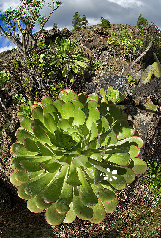 加那利群岛特内里费岛上的Bejeque（莲花掌属植物）图片素材