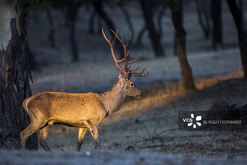 西班牙安达卢西亚科尔多瓦的红鹿（Cervus elaphus）雄性图片素材